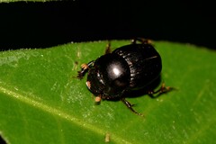 Onthophagus neostenocerus