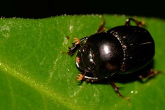 Onthophagus neostenocerus
