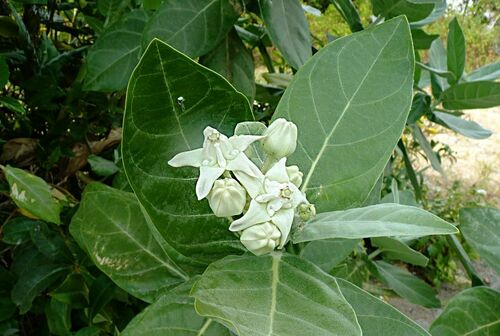 Calotropis gigantea image