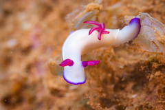 Hypselodoris
