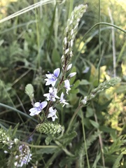 Veronica austriaca