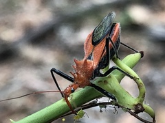Gminatus wallengreni