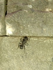 Myrmhopla