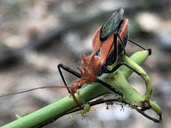 Gminatus wallengreni