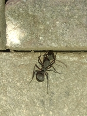 Myrmhopla