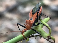 Gminatus wallengreni