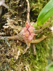 Bulbophyllum bernadetteae
