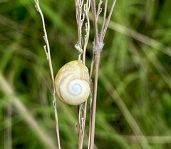 Sheldoniinae