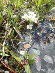 Cardamine digitata