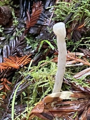 Clavaria falcata