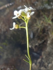 Cardamine digitata