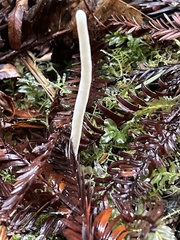 Clavaria falcata