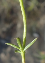 Cardamine digitata