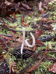 Clavaria falcata