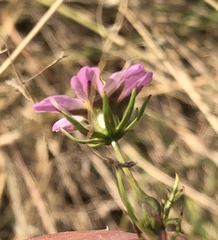 Cosmos bipinnatus