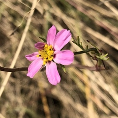 Cosmos bipinnatus