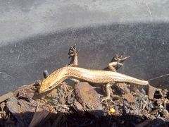 Cryptoblepharus buchananii