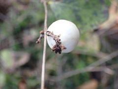 Symphoricarpos albus