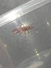 Sphictostethus nitidus