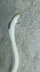 Ophichthus altipennis