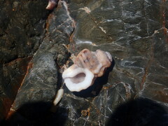 Turritriton labiosus