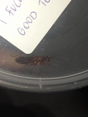 Sphictostethus nitidus