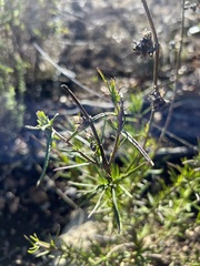 Trichostema lanatum