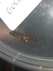 Sphictostethus nitidus