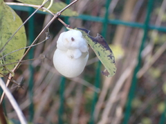 Symphoricarpos albus