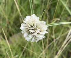 Cyperus niveus leucocephalus