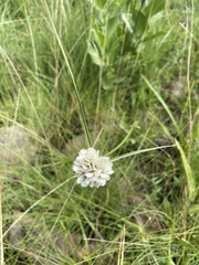 Cyperus niveus leucocephalus