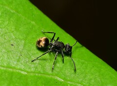 Polyrhachis aurea