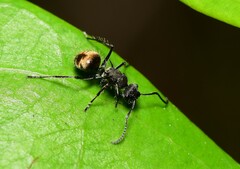 Polyrhachis aurea