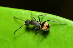 Polyrhachis aurea