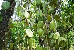 Dischidia major