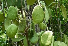 Dischidia major