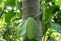 Dischidia major