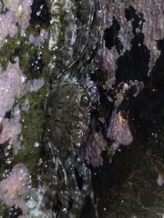 Grapsus