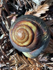 Monadenia infumata