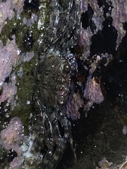 Grapsus