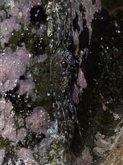 Grapsus