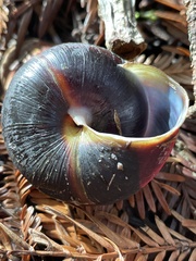 Monadenia infumata