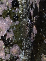 Grapsus