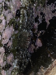 Grapsus