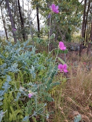 Tephrosia grandiflora