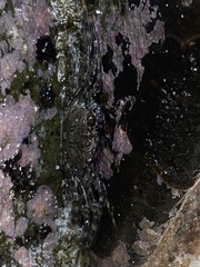 Grapsus