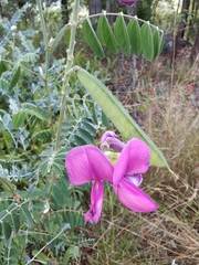 Tephrosia grandiflora