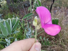 Tephrosia grandiflora
