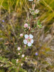 Leptospermum scoparium