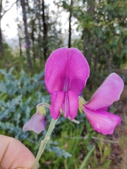 Tephrosia grandiflora